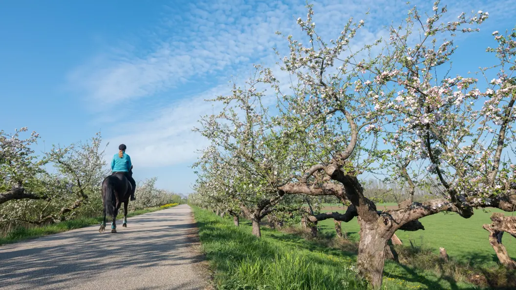 Ruiter in Geldermalsen